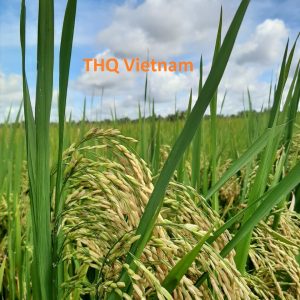 z1971748914896_98acca851cfb2aa44fbee6338ec8cd5d